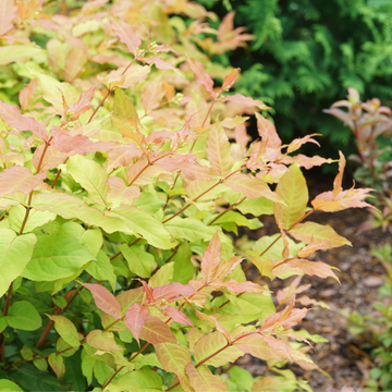 Kodiak Fresh™ Diervilla has refreshing lime green and yellow foliage.