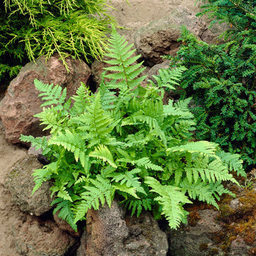 Marginal Wood Fern (Dryopteris marginalis) is native, deer resistant and low maintenance 