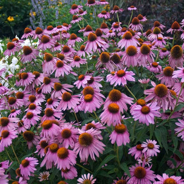 Magnus Superior Coneflower is a  drought proof perennial