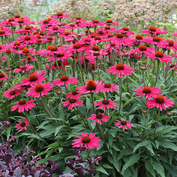 Kismet Raspberry Coneflower has vibrant pink flowers