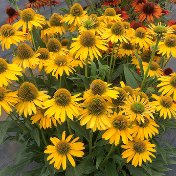 Kismet Yellow Coneflower has bright yellow flowers for months