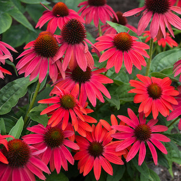 Lakota™ Fire Coneflower is a Echinacea hybrid with red and purple color blooms.