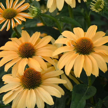Color Coded® 'One in a Melon' Coneflower