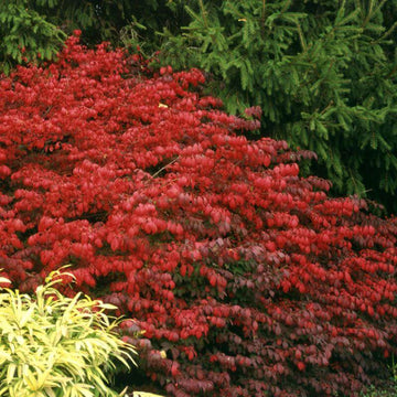Fire Ball Burning Bush has sensational red hues in the fall