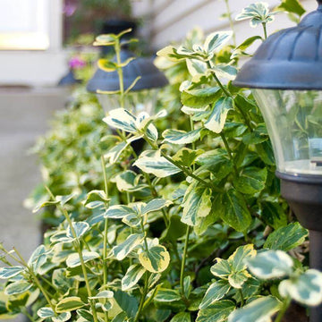 Gold Splash Wintercreeper is a fast growing evergreen shrub