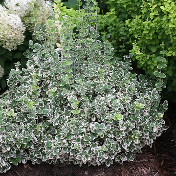 White Album Wintercreeper has versatile green and white evergreen foliage.