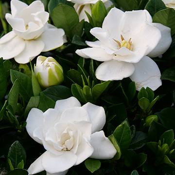 Steady as She Goes gardenia has improved heat tolerance! It's fully double blooms and their fragrance last until frost no matter the heat.