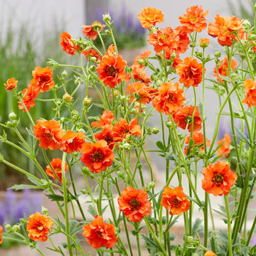Miss Clementine' Geum (Geum)  flowers are bright orange  and makes excellent cut arrangement.