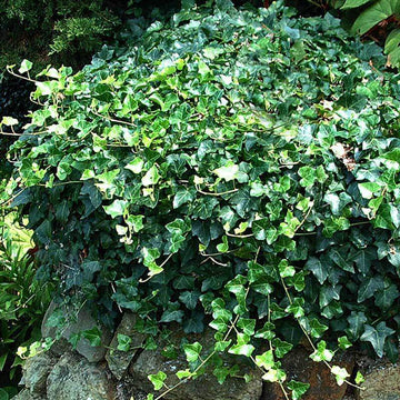 English Ivy is an iconic shade groundcover