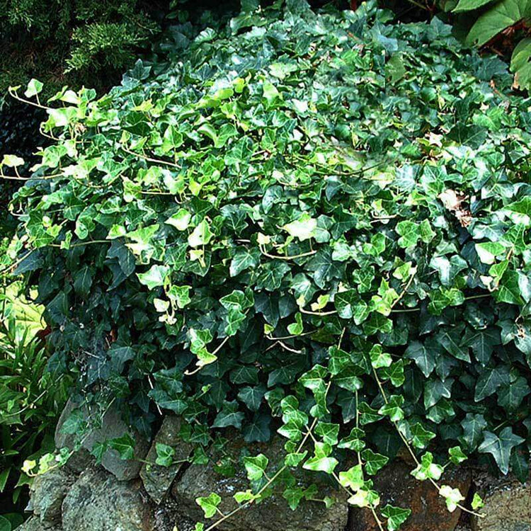 English Ivy is an iconic shade groundcover