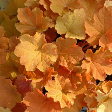Caramel is a colorful coral bells that brings orange tones to shade gardens