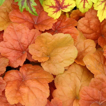 Southern Comfort Coral Bells  has big bold deep amber to peachy orange colors.