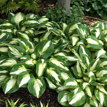 Vulcan Hosta has eye catching white and green leaves with yellow streaks