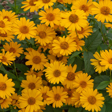 Heliopsis Tuscan Sun is a great choice for beginning gardeners