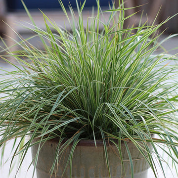 Hello Spring!™ Feather Reed Grass has white and green variegated foliage.
