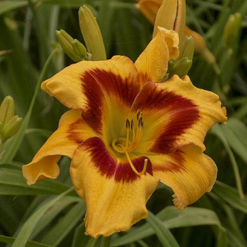 Hemerocallis Rainbow Rhythm Tiger Swirl flower petals twist backward to create a swirl