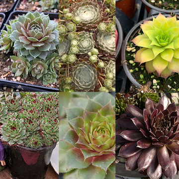 This collection of 6 hens and chicks will transform your favorite container or flower bed in an instant with its fast growing foliage.