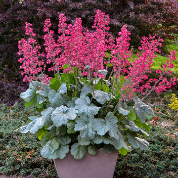 Dolce Spearmint Coral Bells has sweet silver green foliage and red blooms to bring beauty to the shade