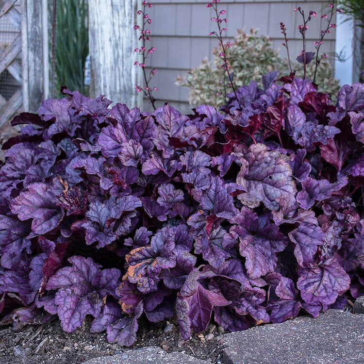 Heuchera Wildberry has large ruffled leaves that keep their color all summer