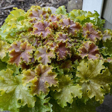 Dolce Apple Twist Coral Bells has red tints in spring, chartreuse yellow in summer, and apple green at maturity