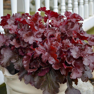 Dolce Cherry Truffles Coral Bells has bright red ruffled leaves