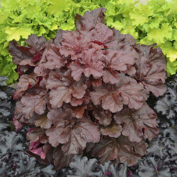 Primo Mahogany monster Coral Bells has large, dark mahogany leaves