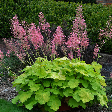 Primo Pretty Pistachio Coral Bells adds brilliant color to shady spots with lime green folilage