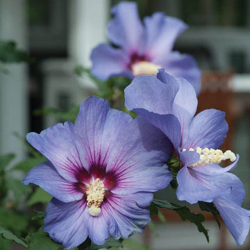 Azurri Blue Satin Rose of Sharon has a beautiful deep blue bloom with a red purple eye