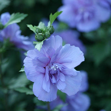 Blue Chiffon Rose of Sharon is a powderpuff blue color