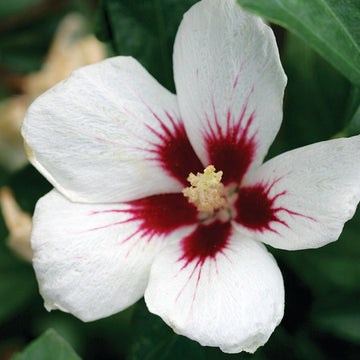 Lil' Kim® Rose of Sharon