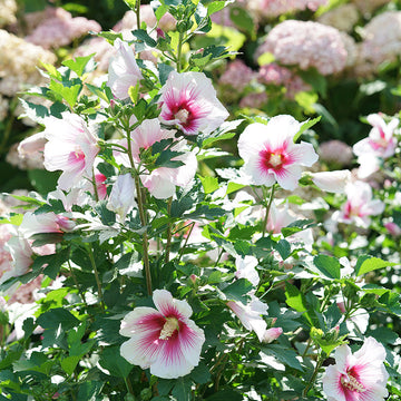 Paraplu Pink Ink Rose of Sharon has big white flowers with red and pink starry eyes