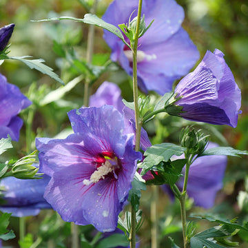 Paraplu Violet Rose of Sharon has intense extra large flowers