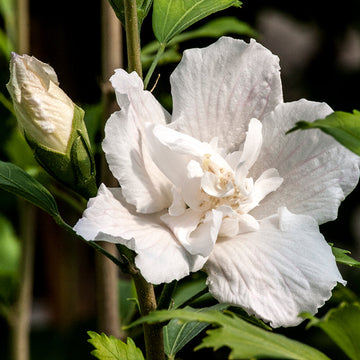 White Pillar Rose of Sharon use in containers or hedge plant