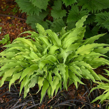 Curly Fries Hosta bright golden foliage and unique wavy foliage.