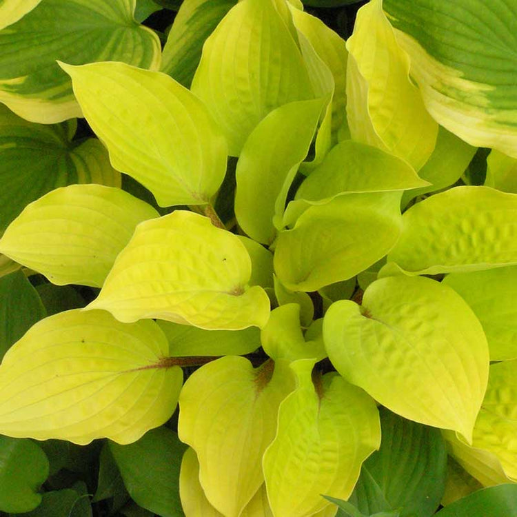 Fire Island Hosta repels slugs.