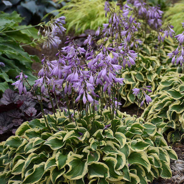 Wrinkle in Time Hosta is perfect for adding texture and foliage interest to your garden. 