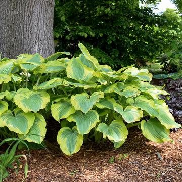 Hosta Seducer performs well even in the heat of the summer.