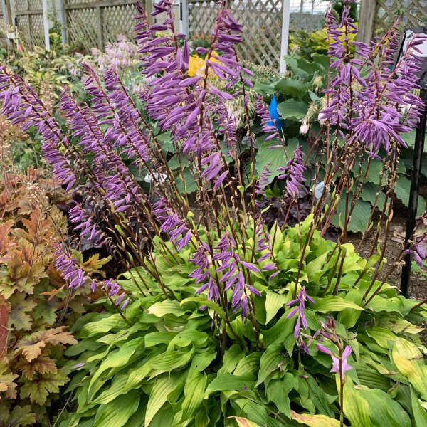 'Time in a Bottle' Hosta