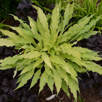 Wiggles and Squiggles Hosta is a small hosta with huge impact