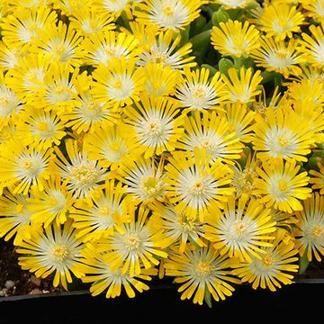 Hot Cakes Banana Blast Ice Plant has bright yellow flowers