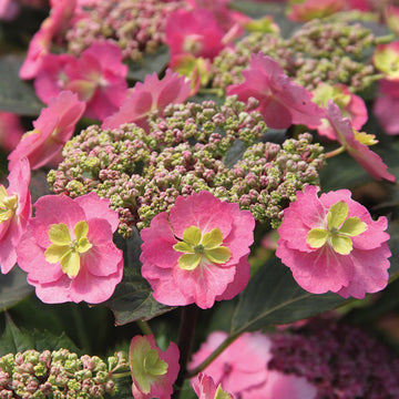 Tuff Stuff Mountain Hydrangea has pink or purple lacecap blooms
