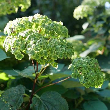 A sun-lit flowerhead of Invincibelle Sublime hydrangea.