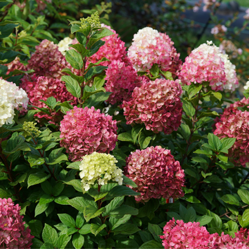 Vibrant pink and red hues make Little Lime Punch® Panicle Hydrangea a must-have in your landscape!