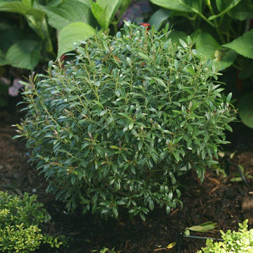 Gem Box Inkberry Holly is a native evergreen that looks like boxwood