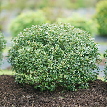 Strongbox Inkberry Holly lush and full to the ground that naturally grows with a neat rounded shape