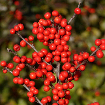 Berry Heavy Winterberry Holly has bare branches that display tons of closely packed bright red  berries