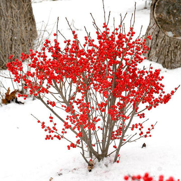 Berry Poppins Winterberry Holly has a super colorful branch in the winter