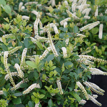 Scentlandia Sweetspire has fragrant white flowers