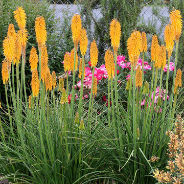'Mango Popsicle' Red Hot Poker
