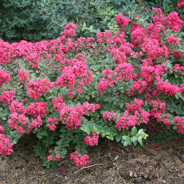 Infiniti Magenta Crapemyrtle has deep pink blooms